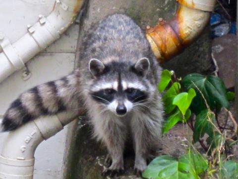 Photo : Raton laveur en gros plan