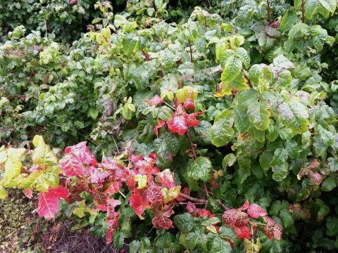 Photo : Poison oak, plante urticante et très commune