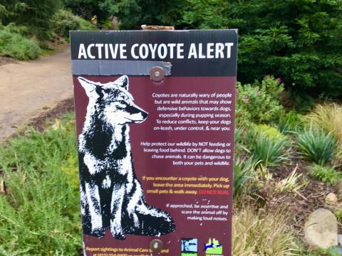 [Photo : Affiche coyotes dans Golden Gate Park]