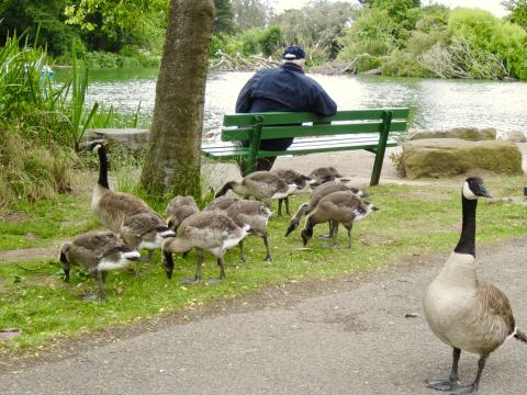[Photo : Oies du Canada à Golden Gate Park]