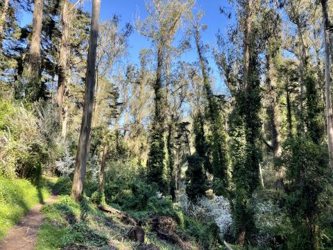 [Photo : Forêt à San Francisco]