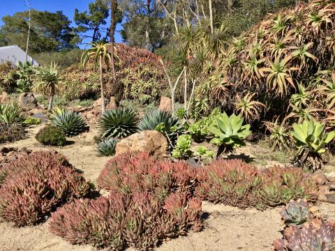 [Photo : Jardin Arizona au Golden Gate Park]