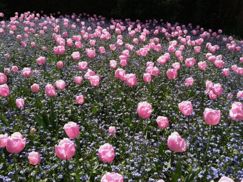  champs infini de tulipes roses